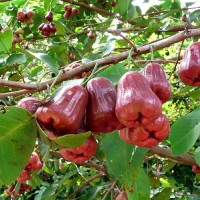 Malaysian Apple Red (Water Apple)